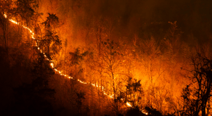 Wildfire spreading across trees.