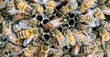 SWACO Bees - May 2024