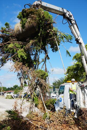 Collecting yard waste in Miami